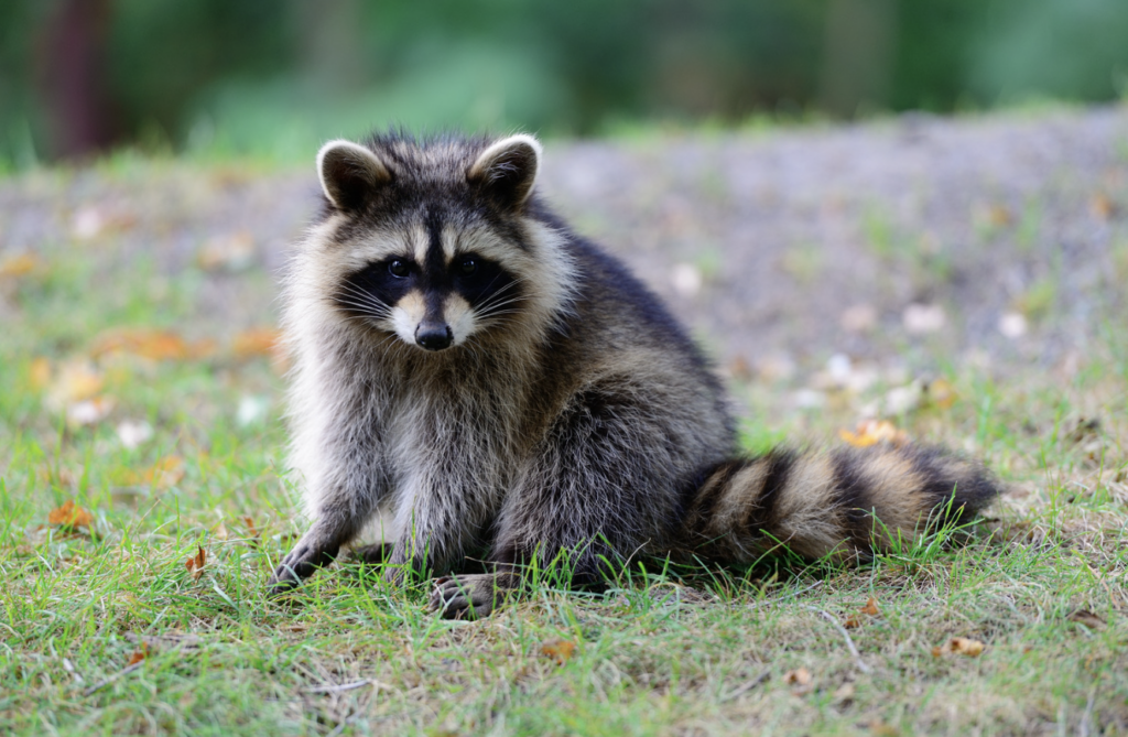 Raccoon
